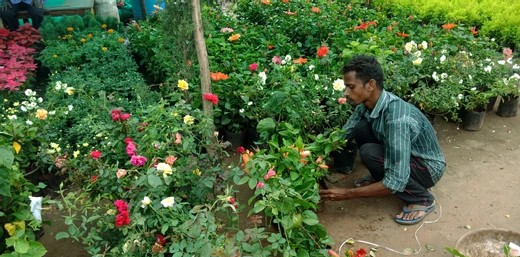 Garden & Lawn Services